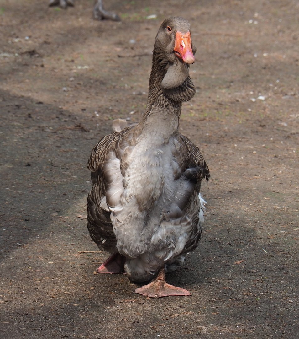Toulouse goose (Anser anser domesticus), 2019-04-06