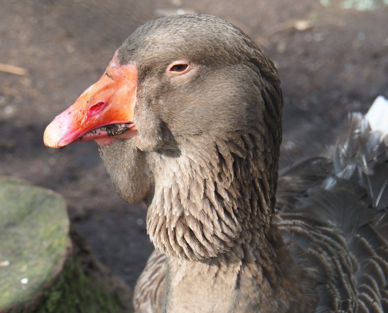 Toulouse goose (Anser anser domesticus), 2019-04-06