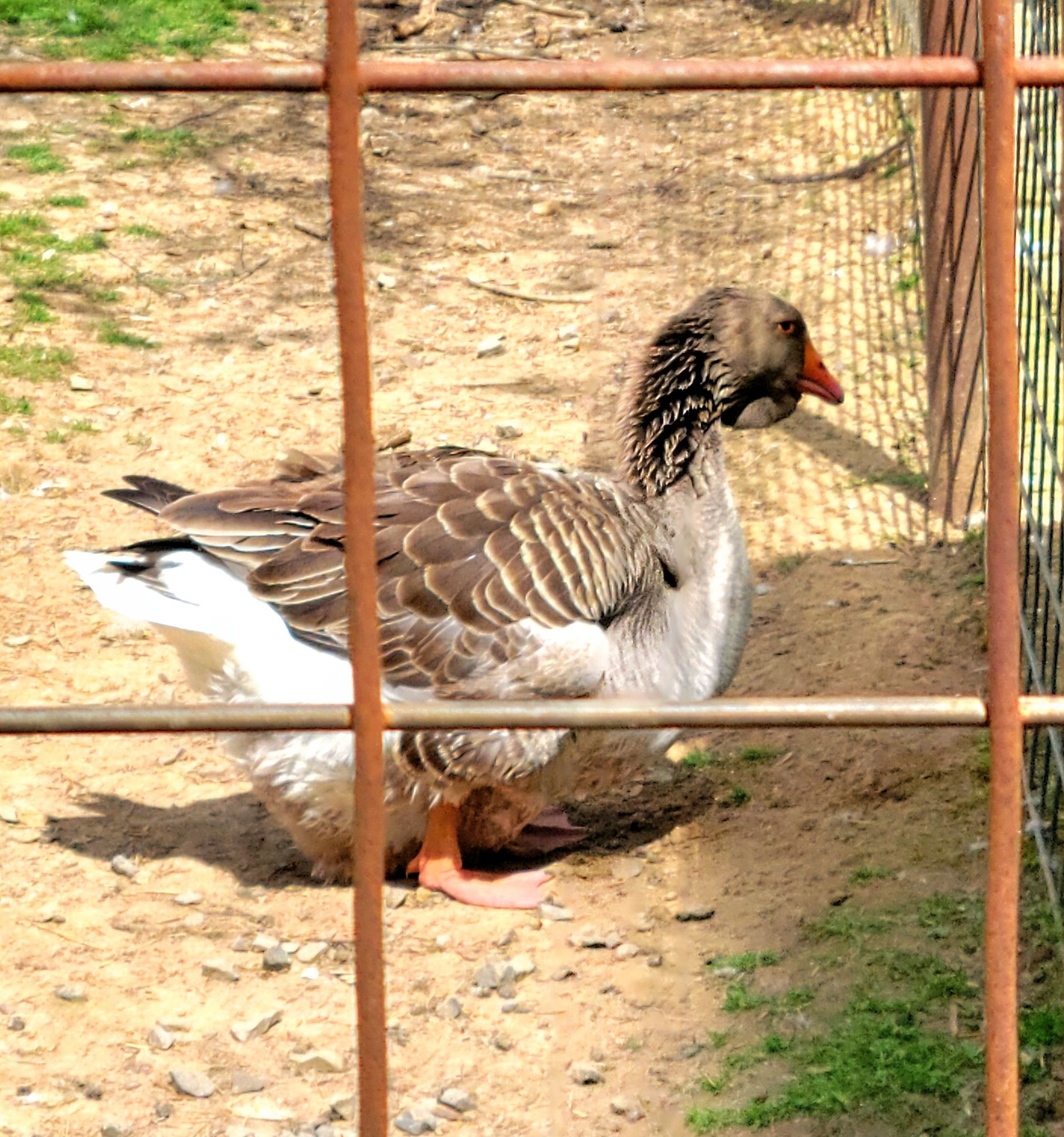 Toulouse Goose-Bright's Zoo-April 2025