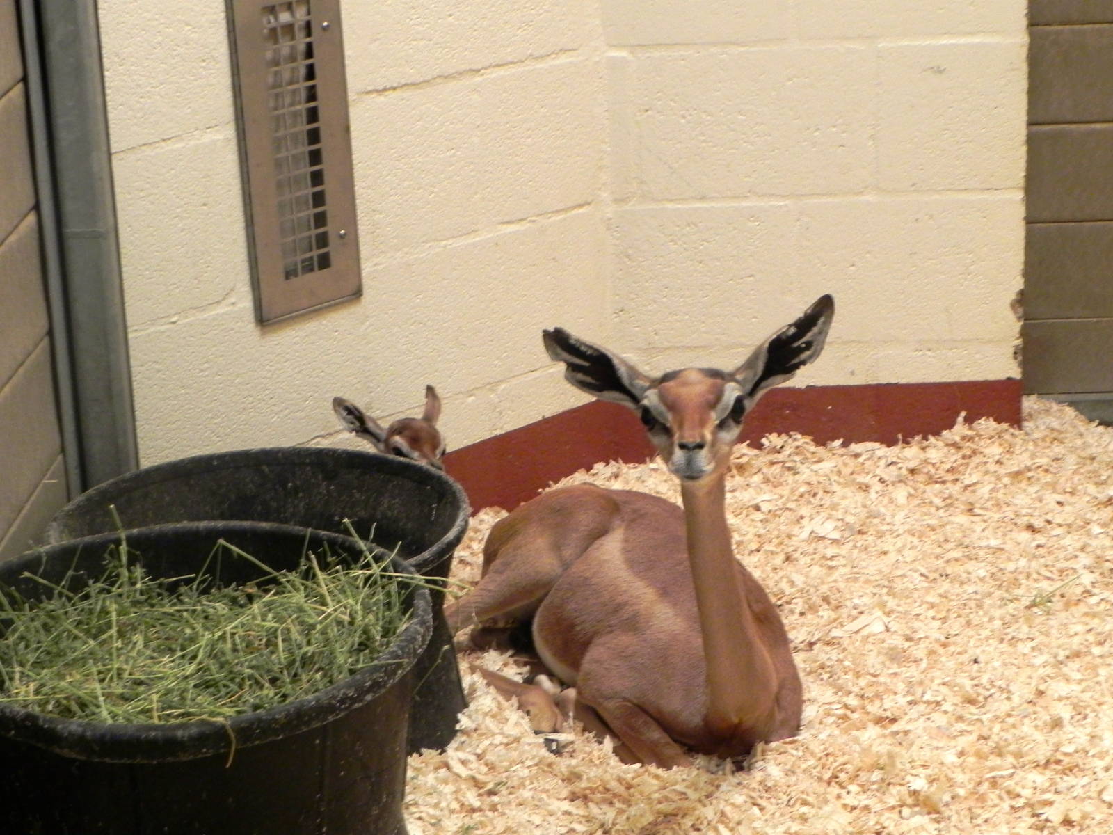 Tour of the Veterinary Medical Center