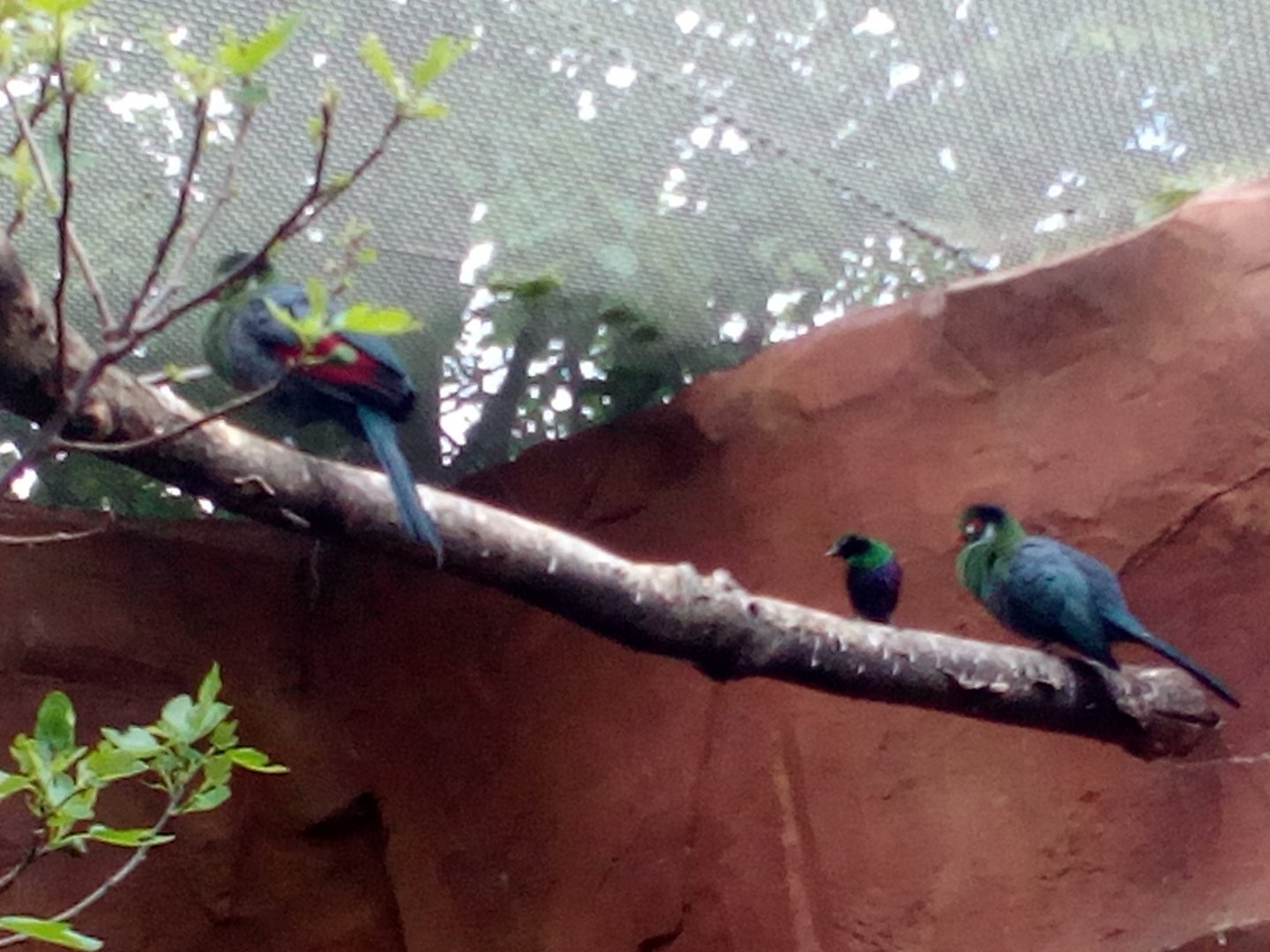 Touracos and starling - EkoPark Piešťany-5/23