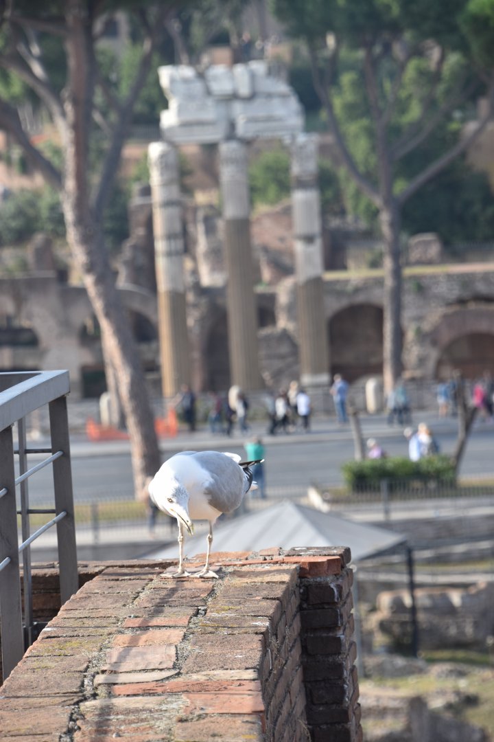 Tourist seagull and Roman Forum