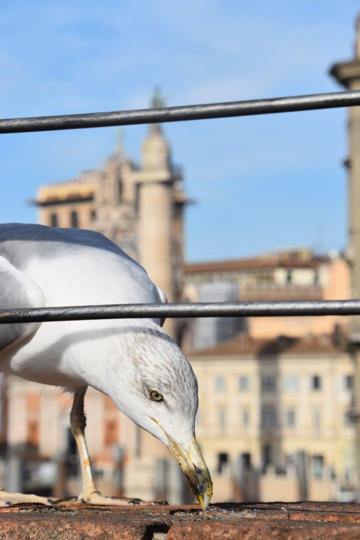 Tourist seagull and Trajan's column
