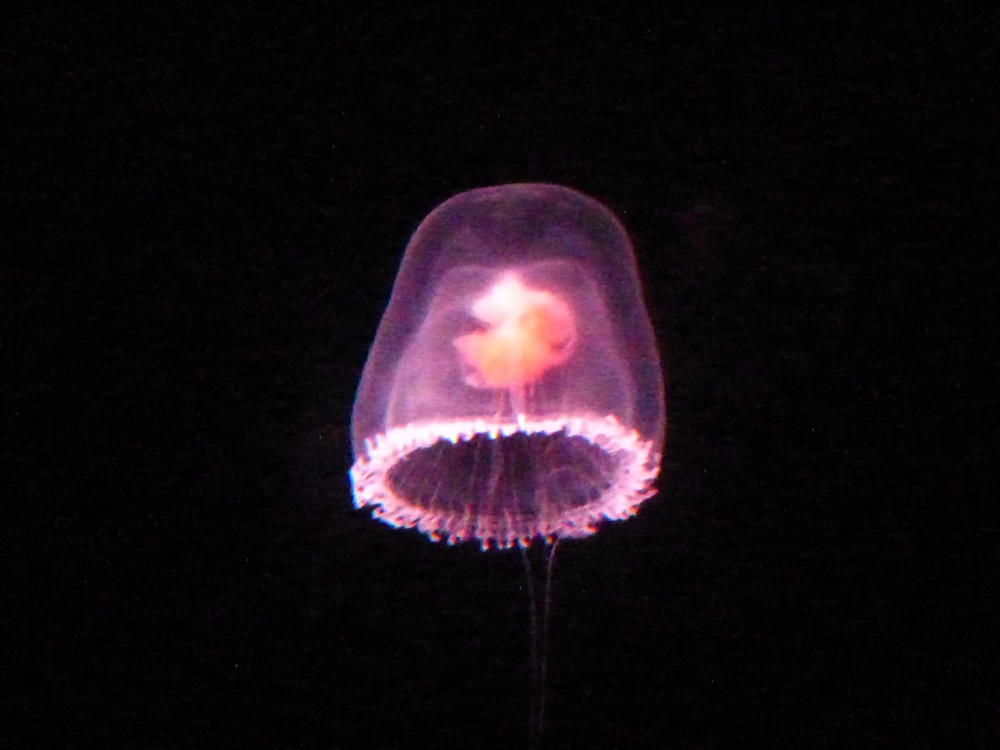 Tower jelly