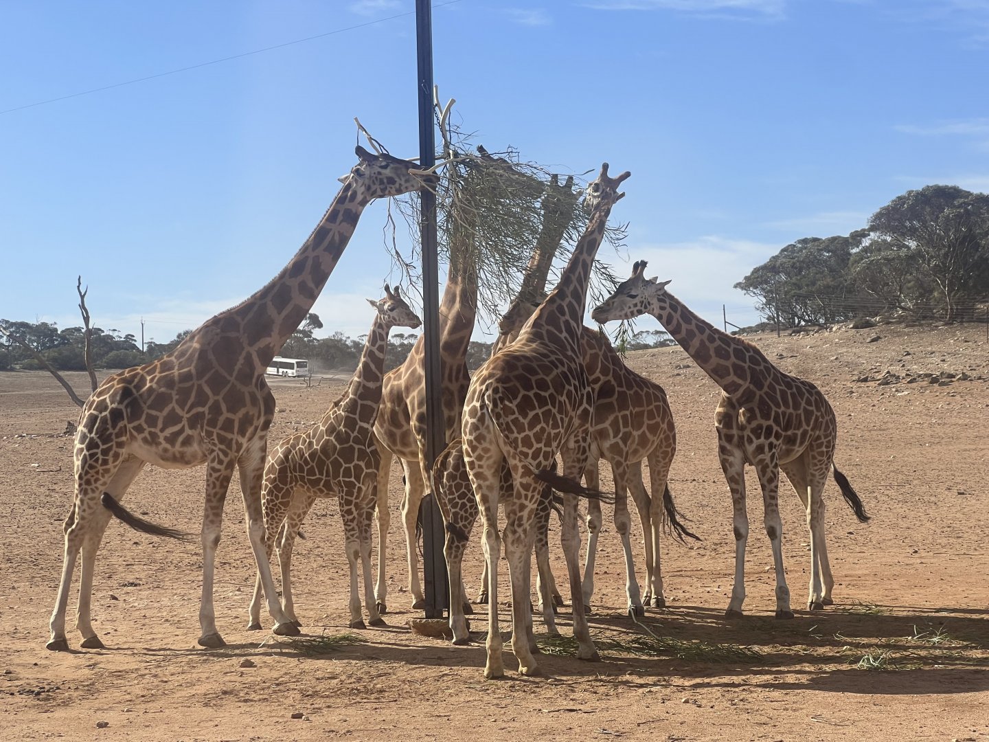‘Tower’ of Giraffe Browsing