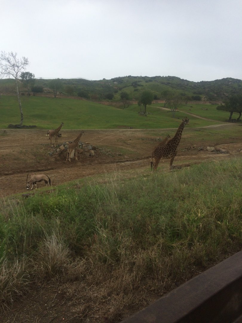 Tower of Masai Giraffes and Gemsbok