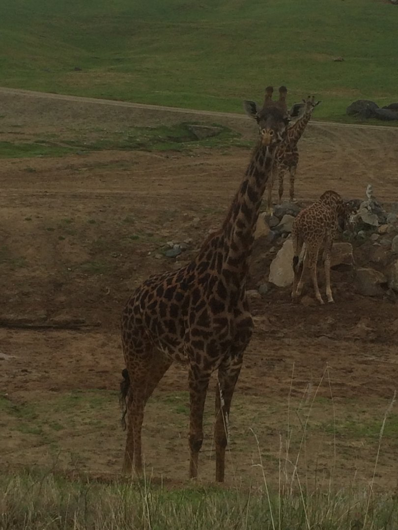 Tower of Masai Giraffes