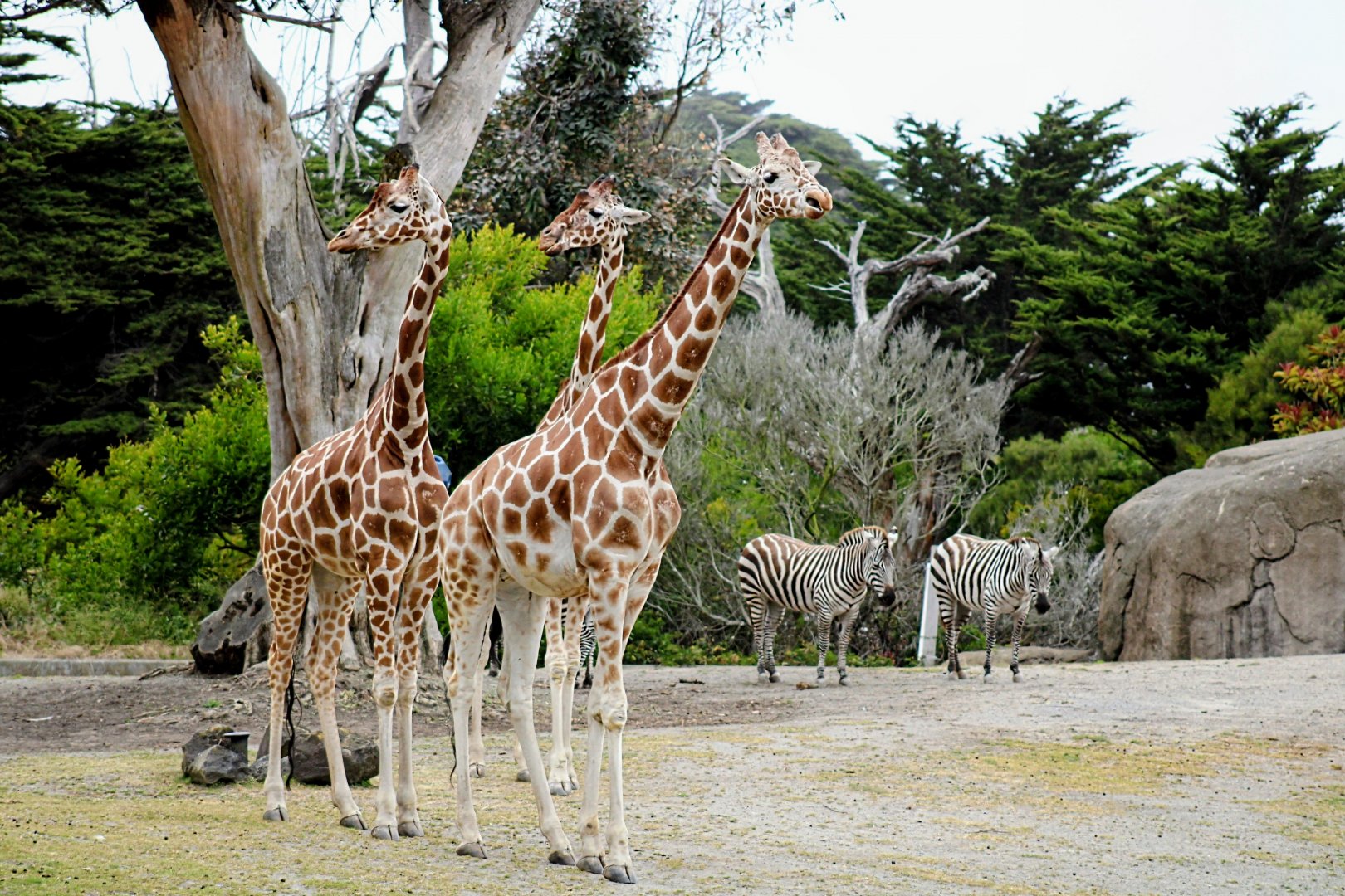 Tower of Reticulated Giraffes with Grant's Zebras (05/25/2022)