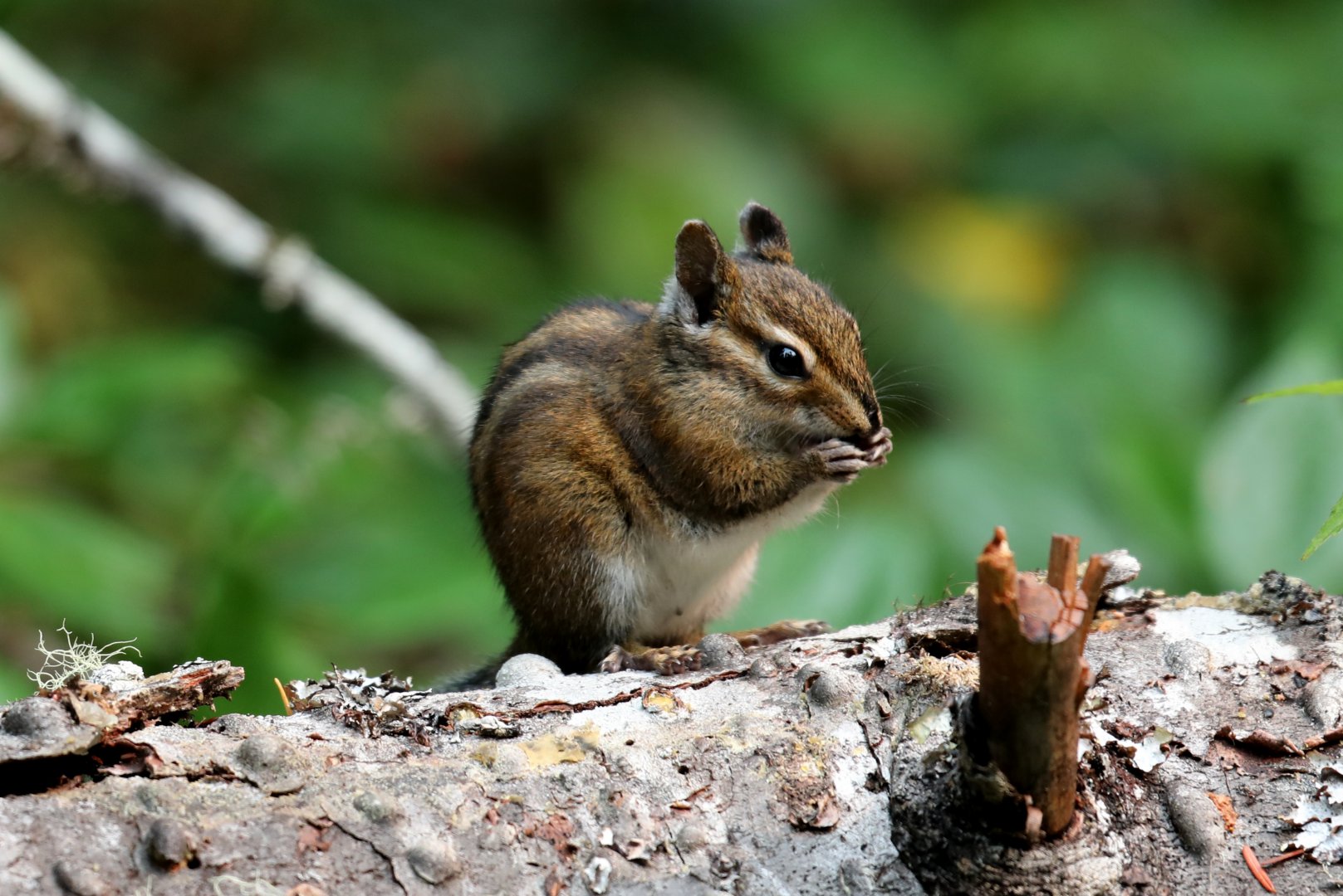 Townsend's Chipmunk (Neotamias townsendii)