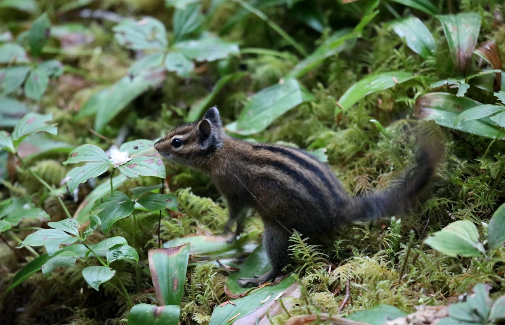 Townsend's Chipmunk (Neotamias townsendii)