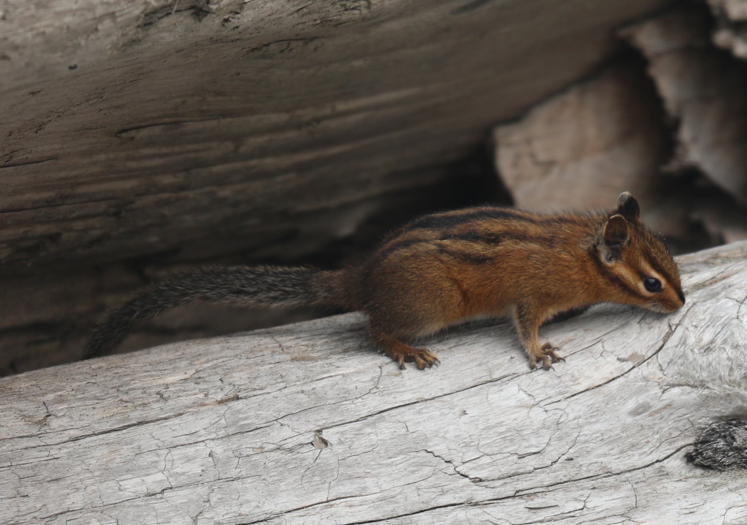 Townsend's Chipmunk (Neotamias townsendii)