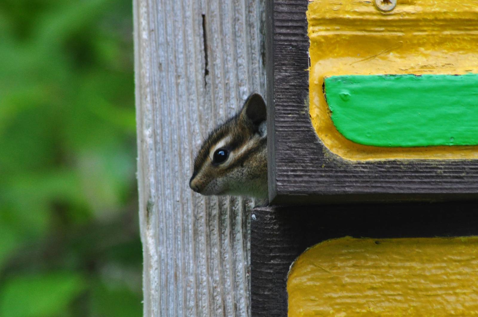 Townsend's Chipmunk - Washington