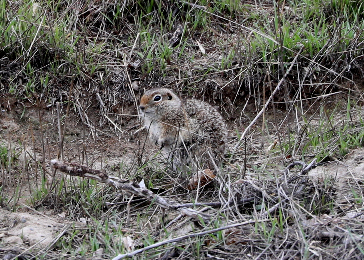 Townsend's ground squirrel (Urocitellus townsendii)