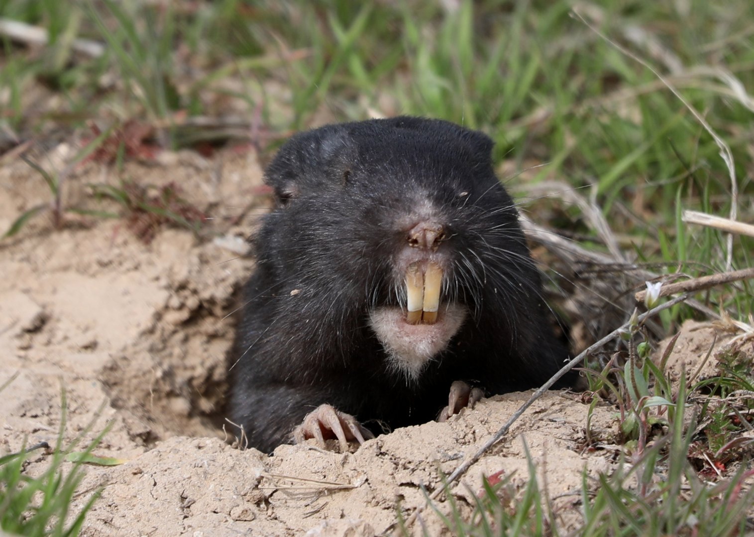 Townsend's Pocket Gopher (Thomomys townsendii)