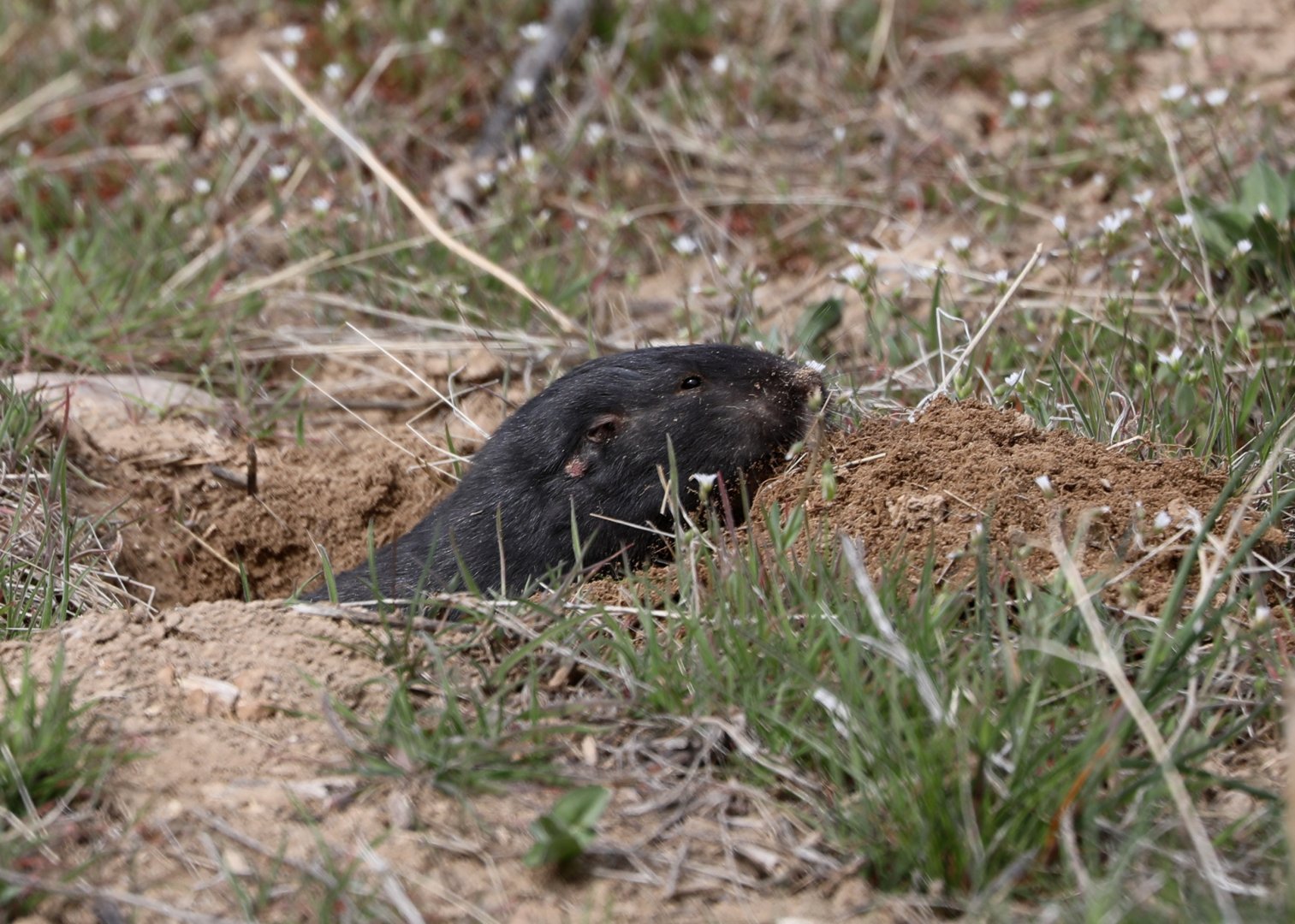 Townsend's Pocket Gopher (Thomomys townsendii)