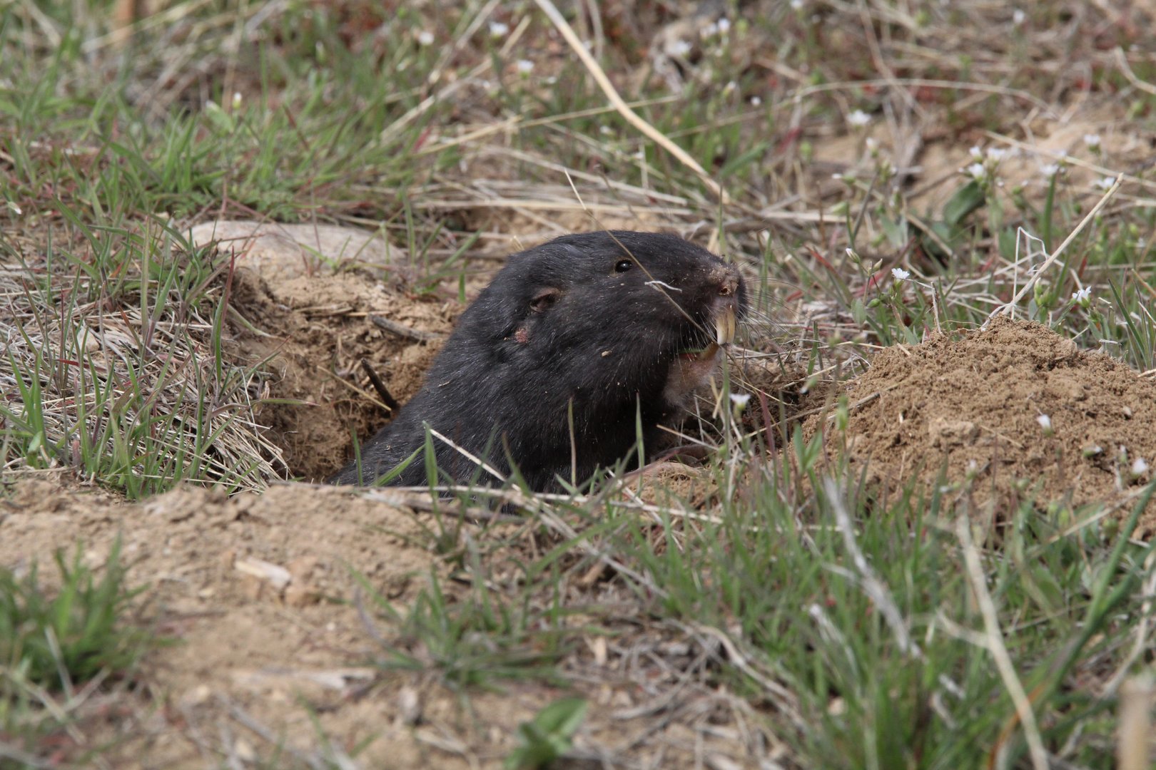 Townsend's Pocket-Gopher