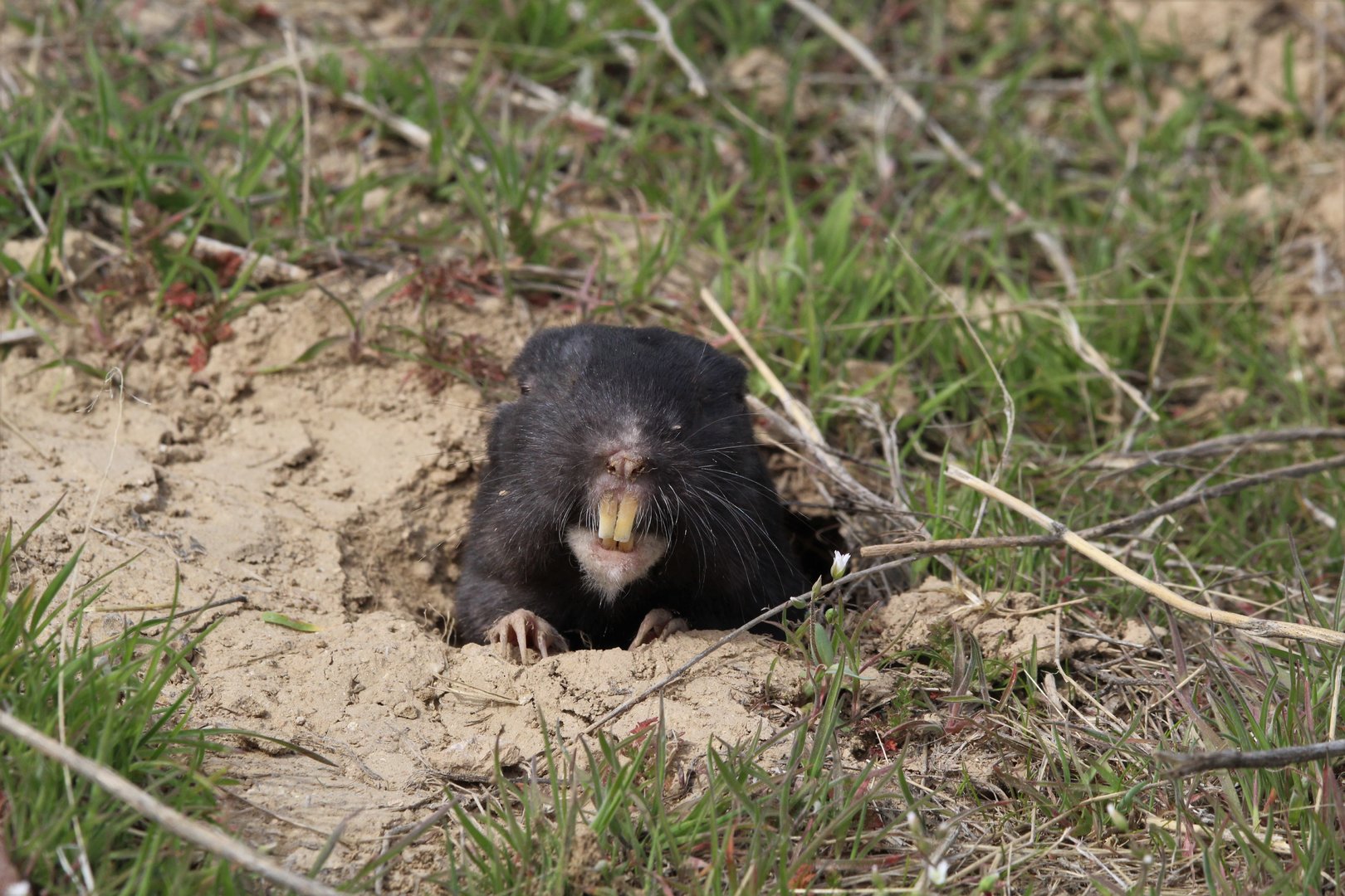 Townsend's Pocket-Gopher