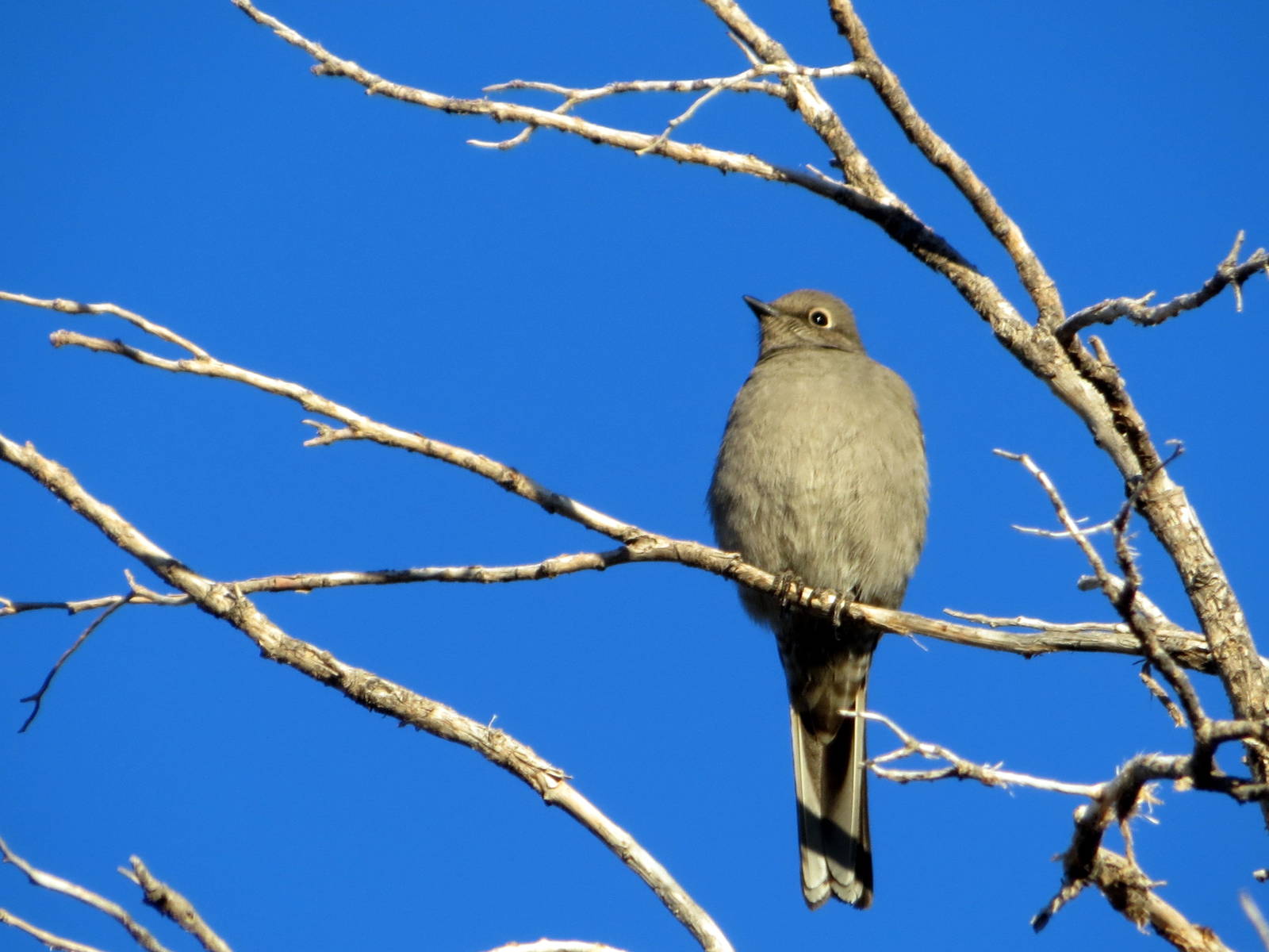 Townsend's Solitaire