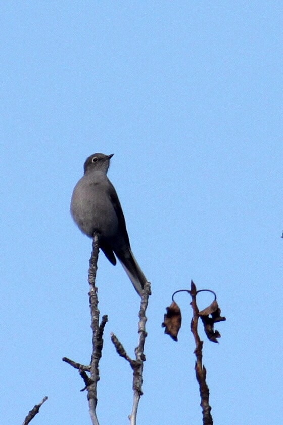 Townsend's Solitaire