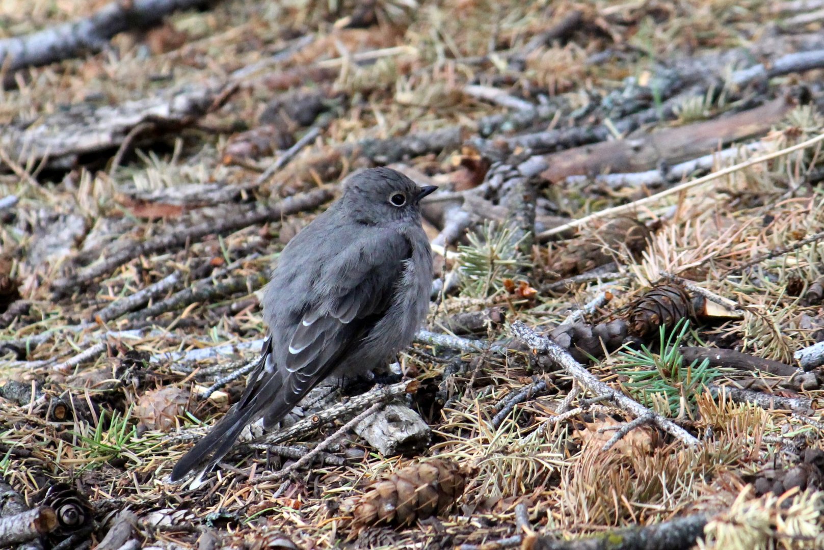 Townsend's Solitaire
