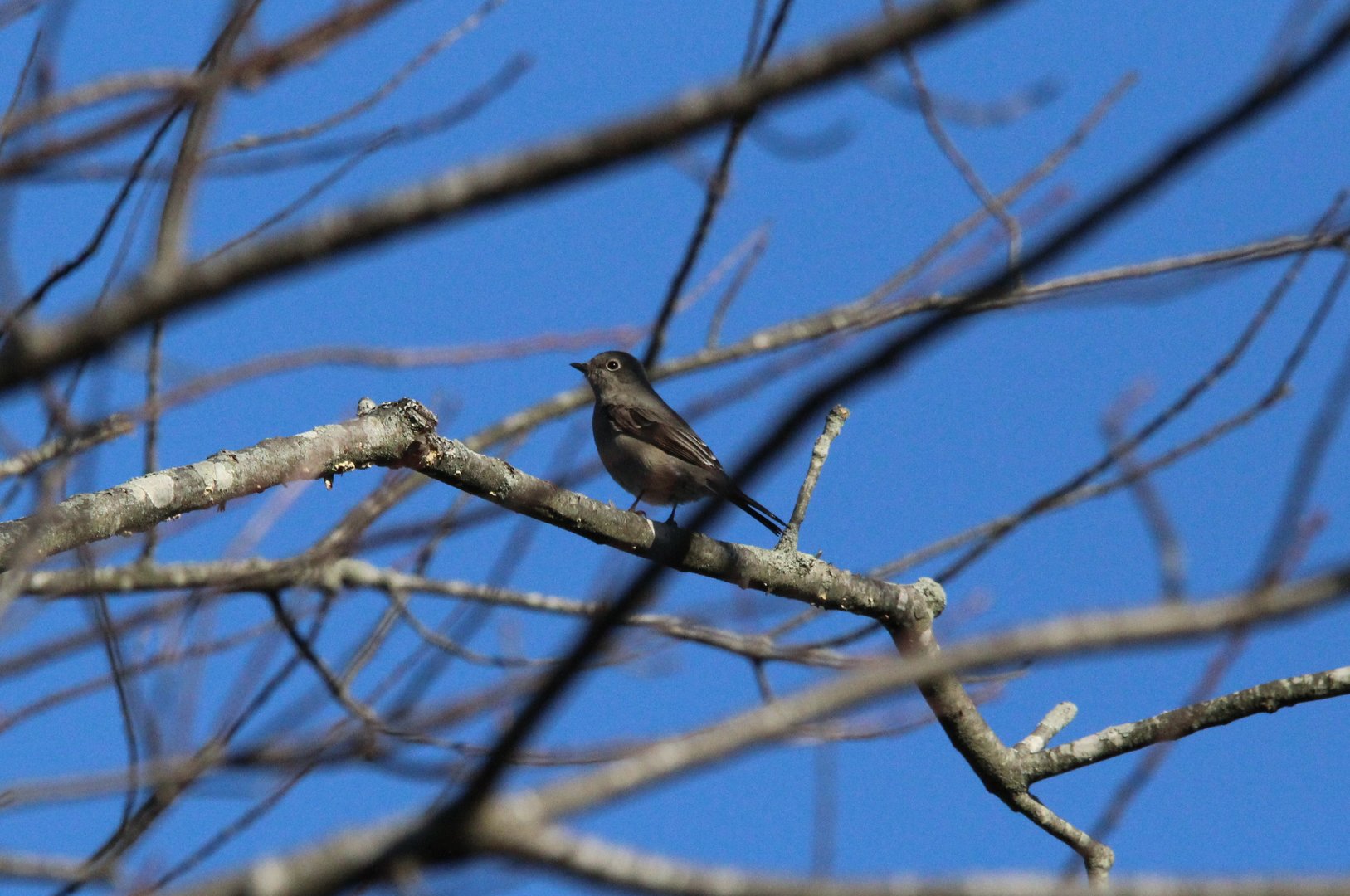 Townsend's Solitaire