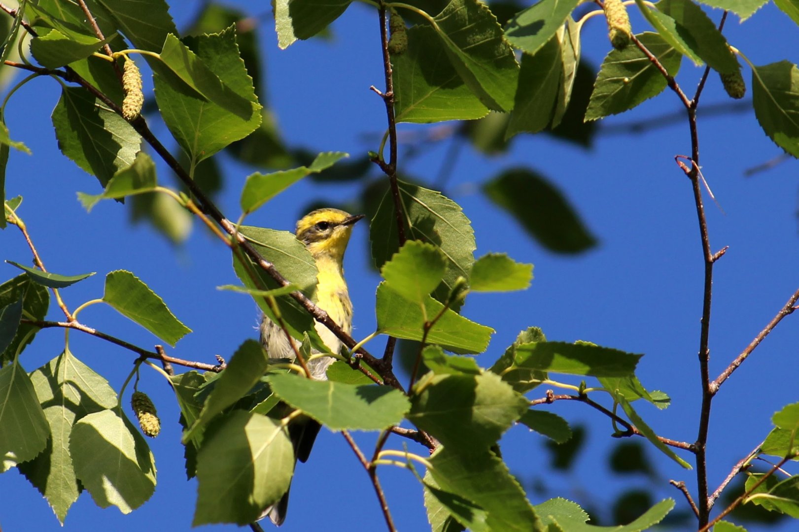 Townsend's Warbler