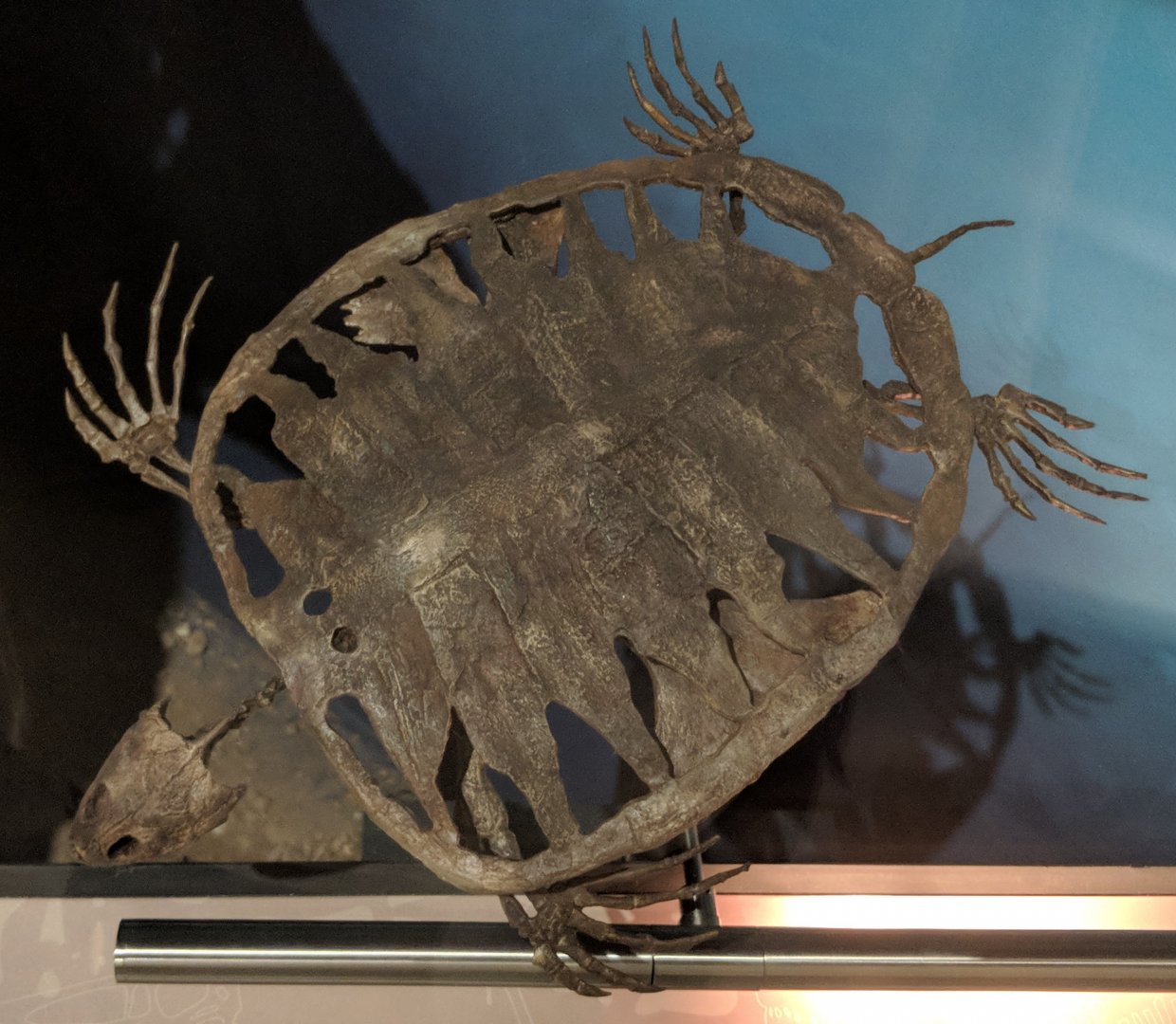 Toxochelys latiremis