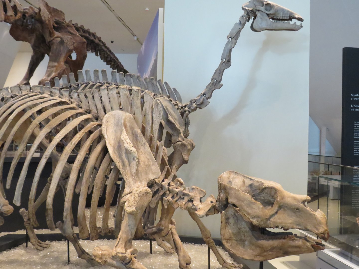 Toxodon and Macrauchenia