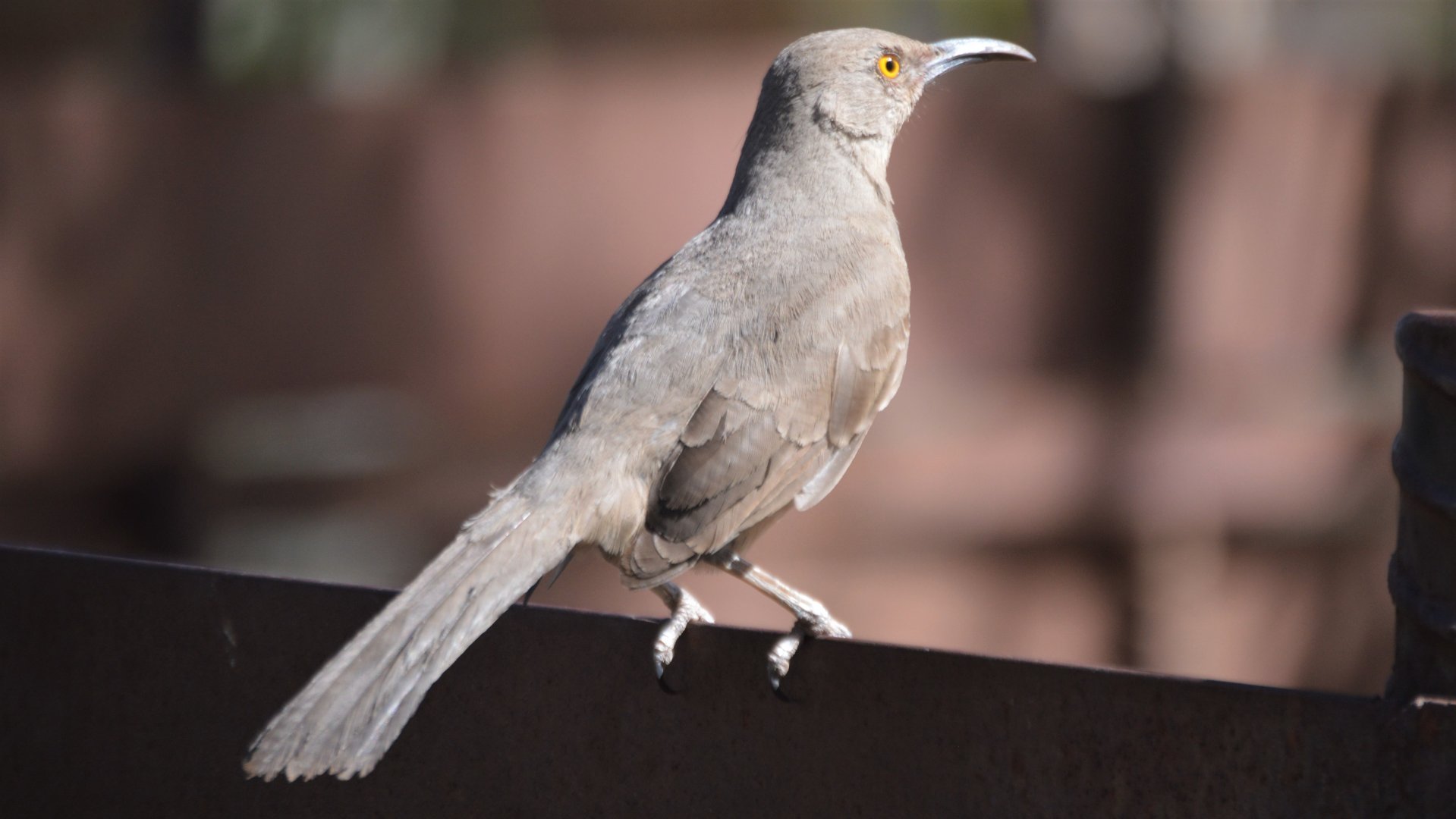 Toxostoma curvirostre palmeri