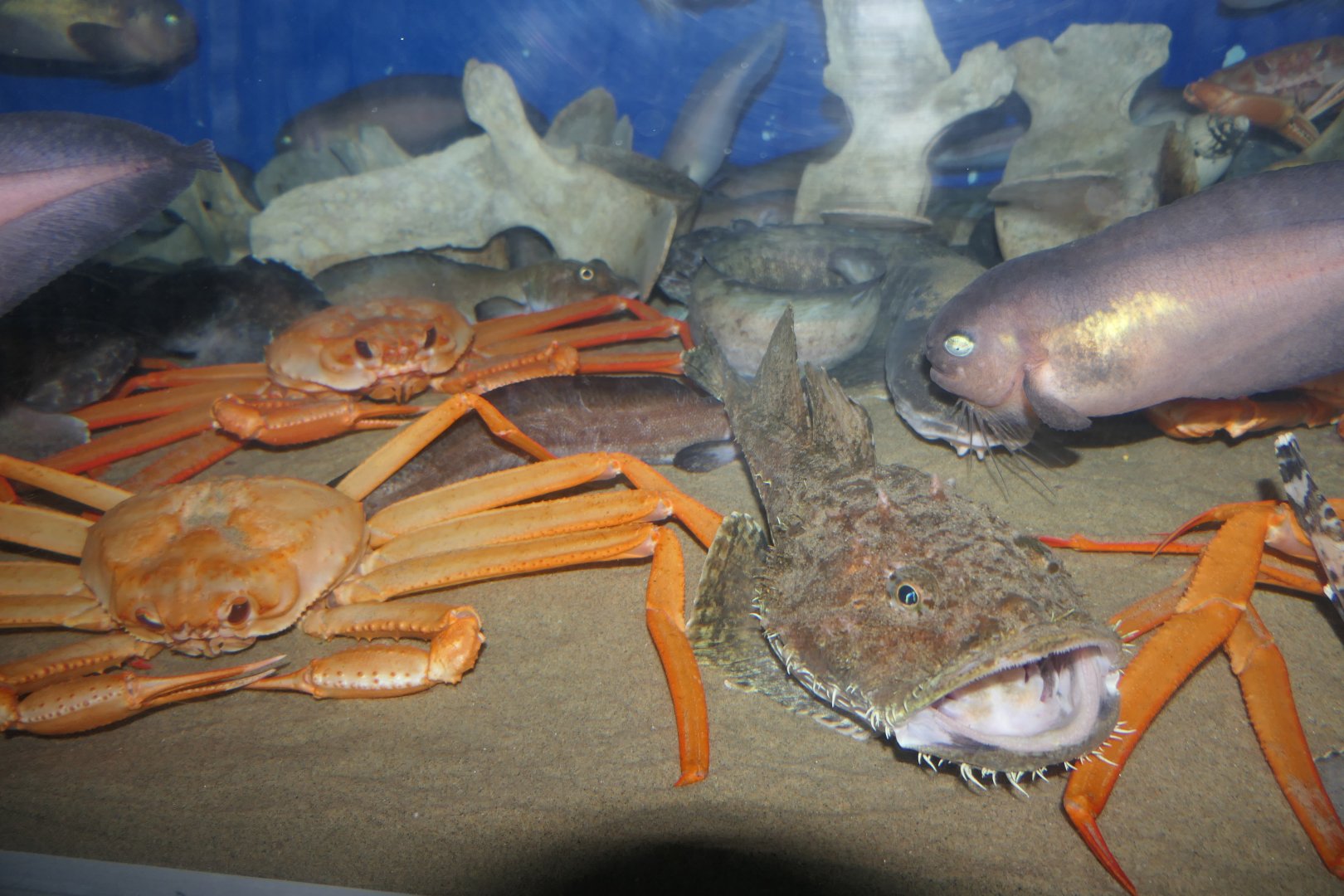 Toyama Bay depths tank - Uozu Aquarium