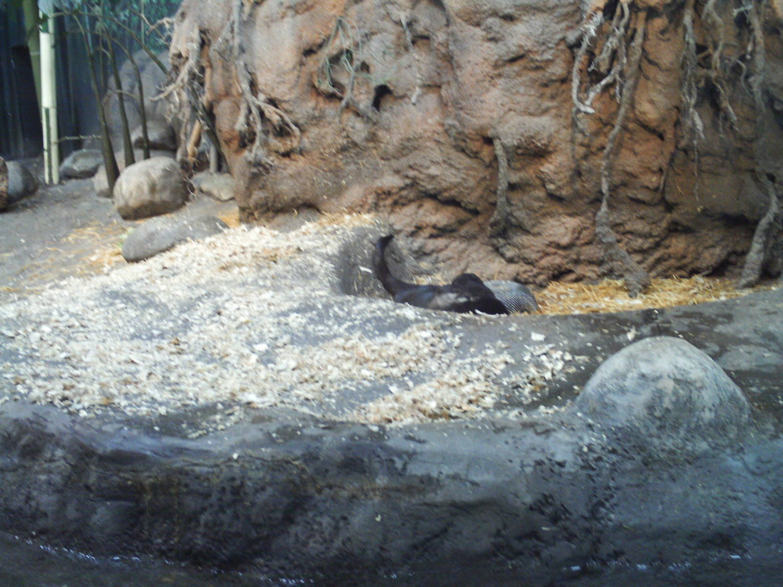 toyota elephant passage- asiatic small-clawed otters