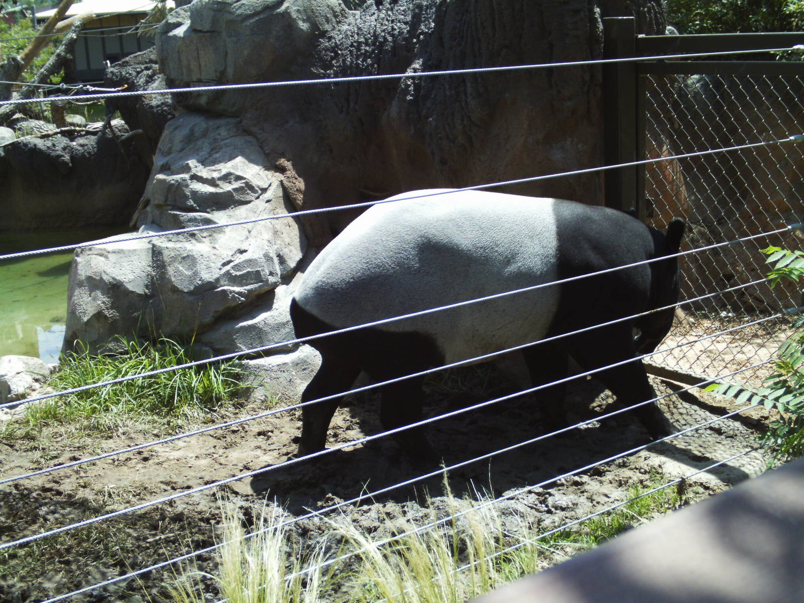 toyota elephant passage- malayan tapir