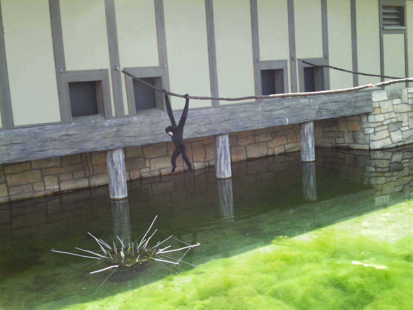 toyota elephant passage- swinging gibbon