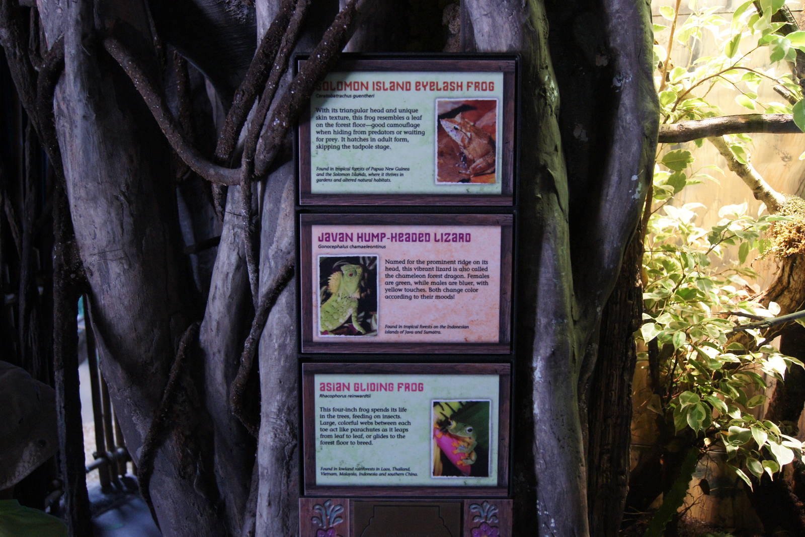 Toyota Elephant Passage