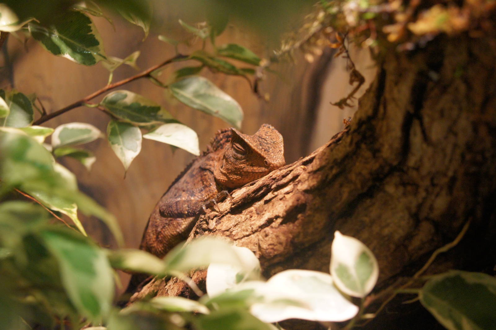 Toyota Elephant Passage