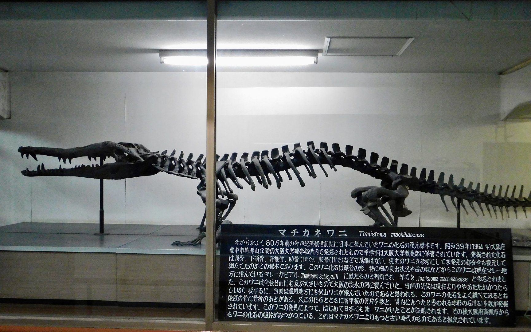 Toyotamaphimeia machikanensis Full-body skeletal replica December 6, 2025