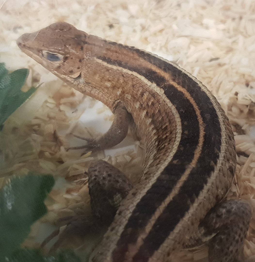 Tracheloptychus madagascariensis