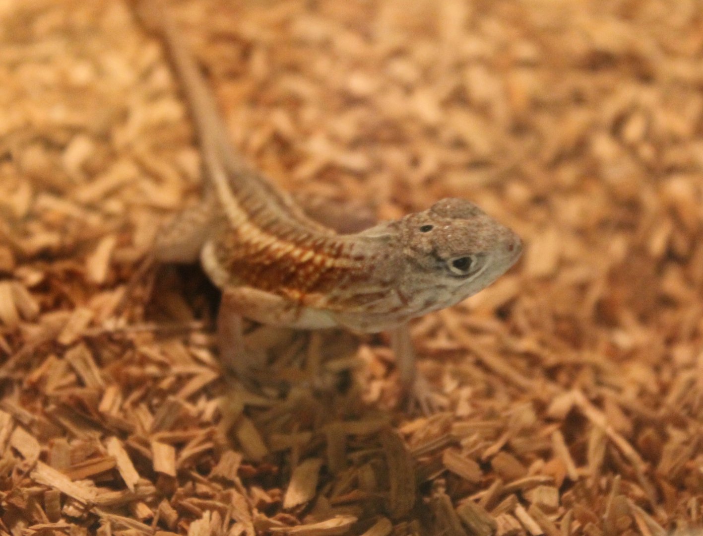 Tracheloptychus petersi