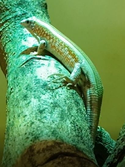 Tracheloptychus petersi