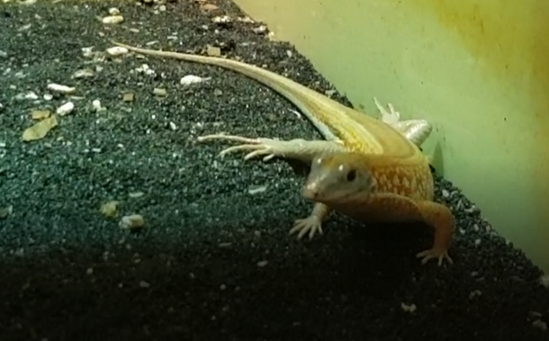 Tracheloptychus petersi