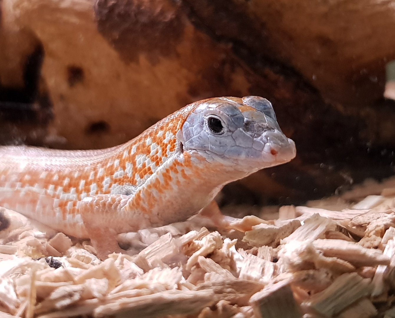 Tracheloptychus petersi