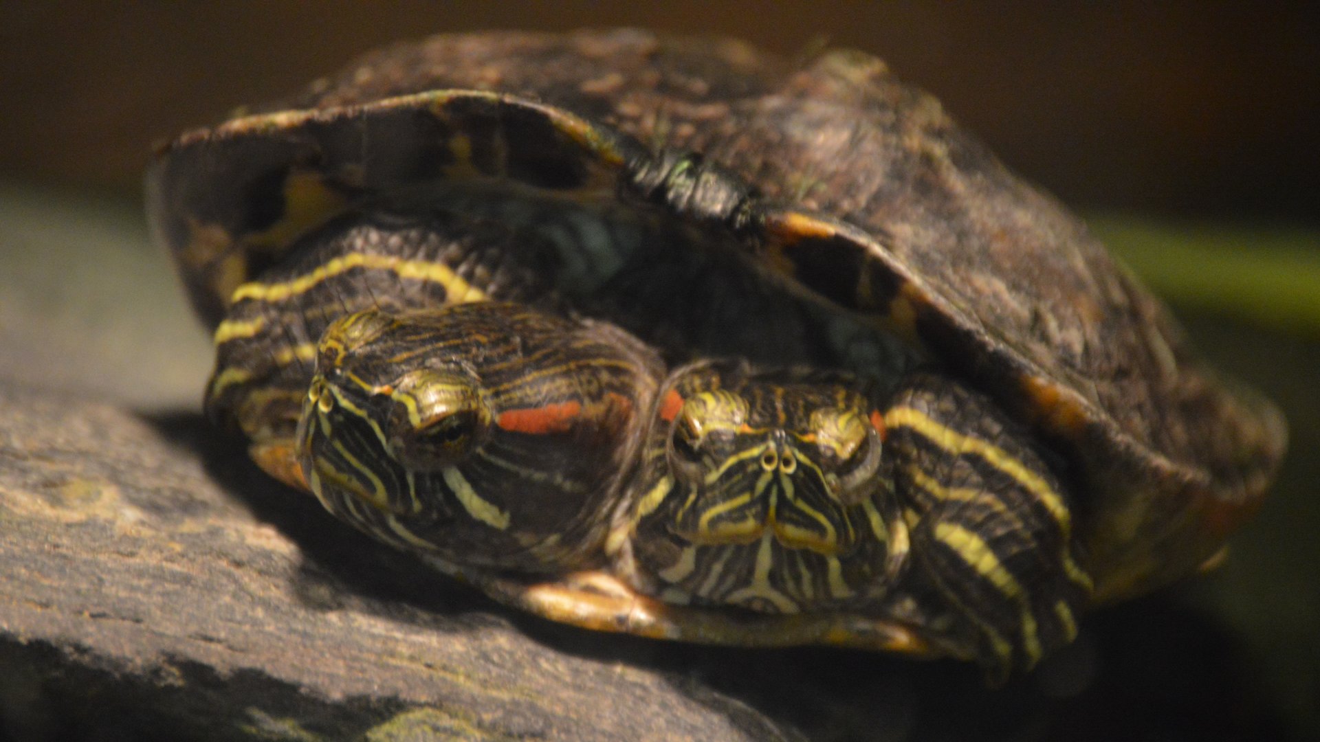 Trachemys scripta elegans (Pete and Repete)