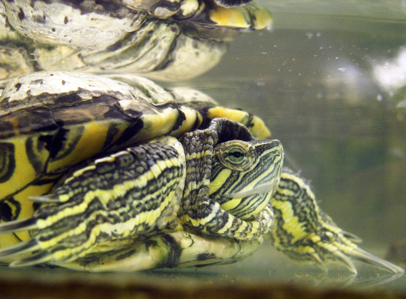 Trachemys scripta elegans