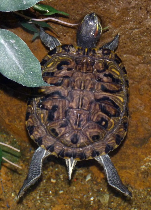 Trachemys scripta elegans
