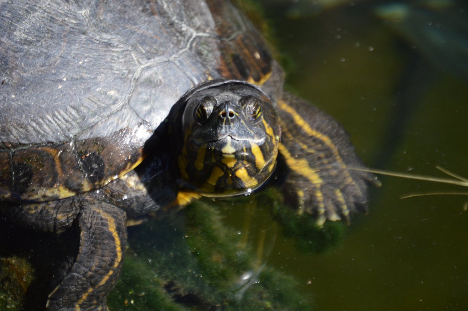 Trachemys venusta venusta