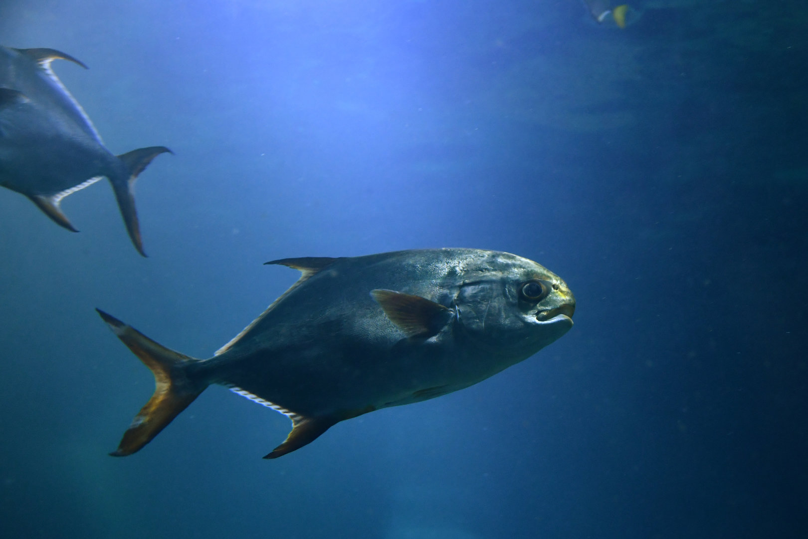 Trachinotus africanus