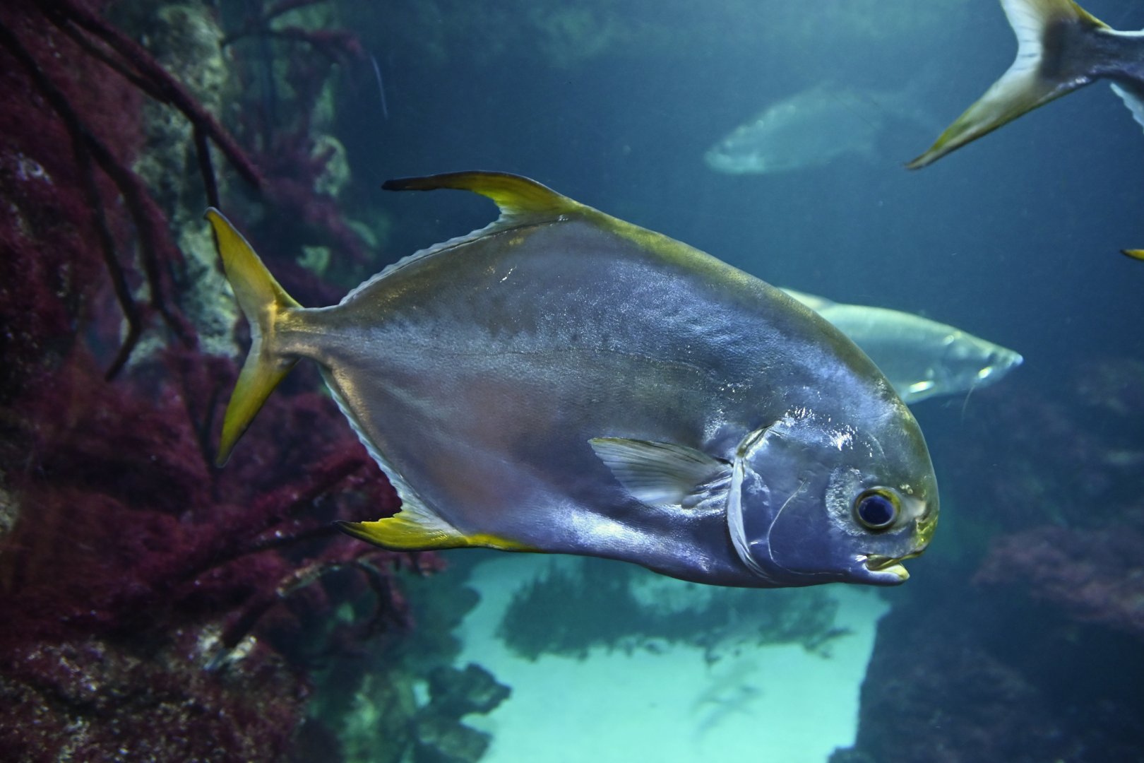 Trachinotus carolinus