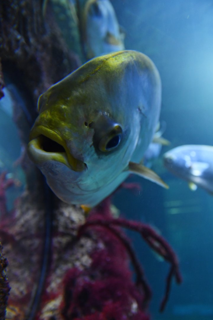 Trachinotus carolinus