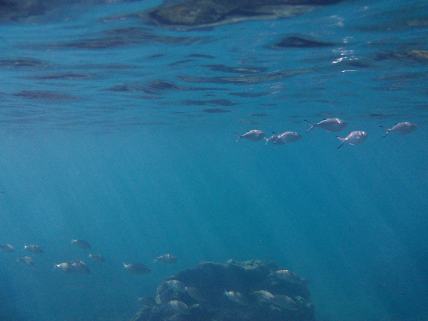 Trachinotus ovatus and Lithognathus mormyrus