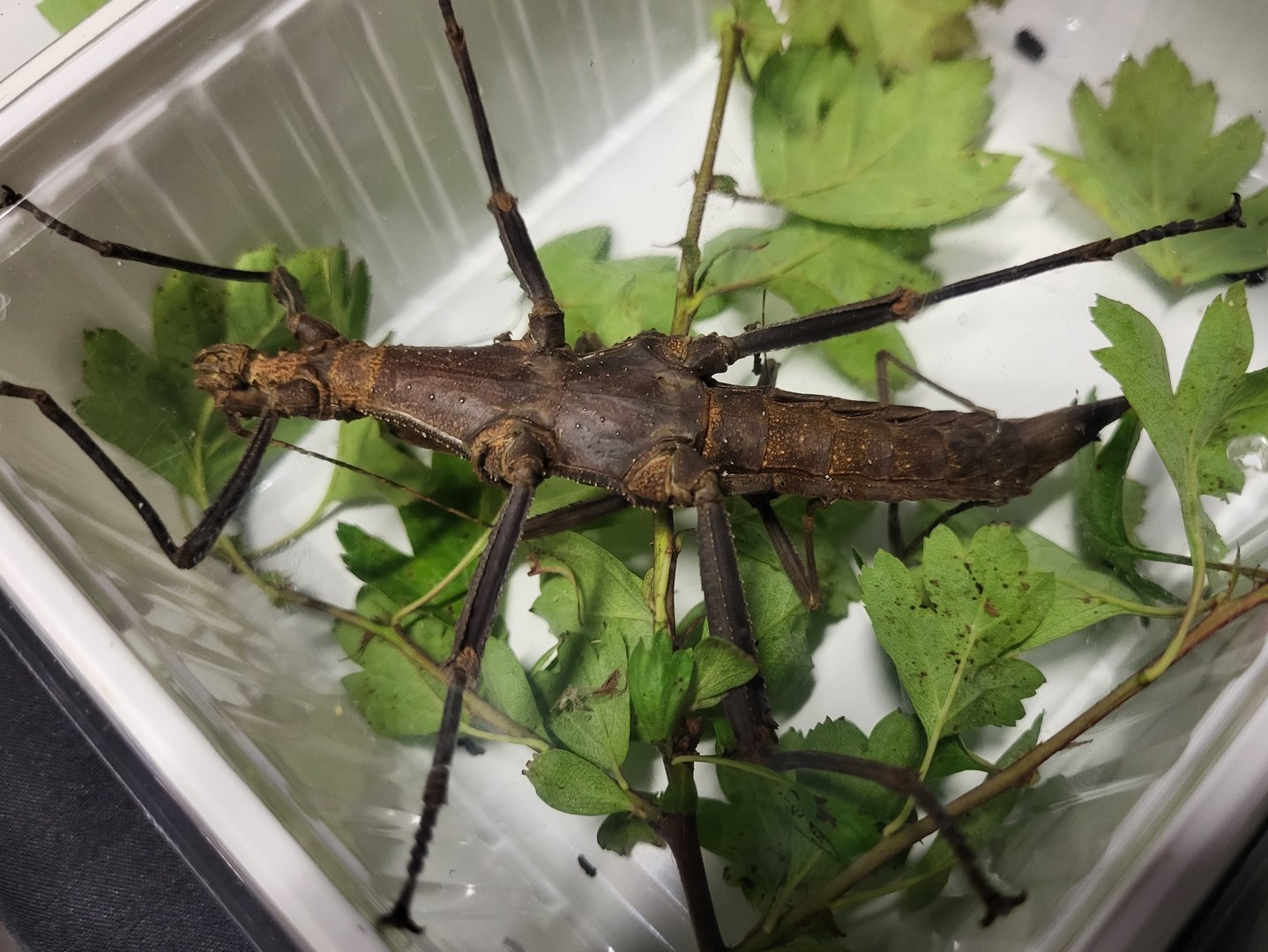 Trachyaretaon brueckneri